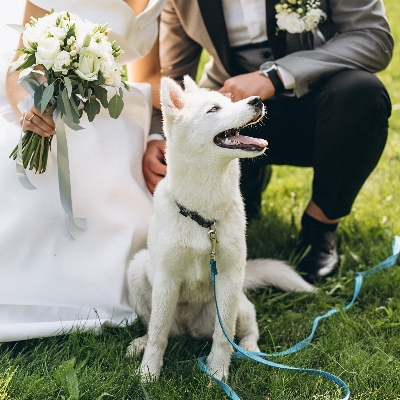 Wedding News: Here’s how to include your dog in your big day