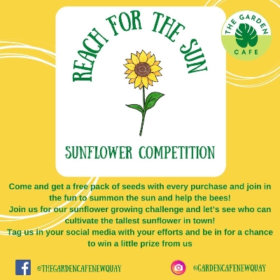 Wedding News: The Garden Café Newquay  launches sunflower growing competition with seed giveaway