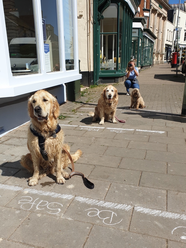 Devon dogs lead the way on social distancing: Image 1