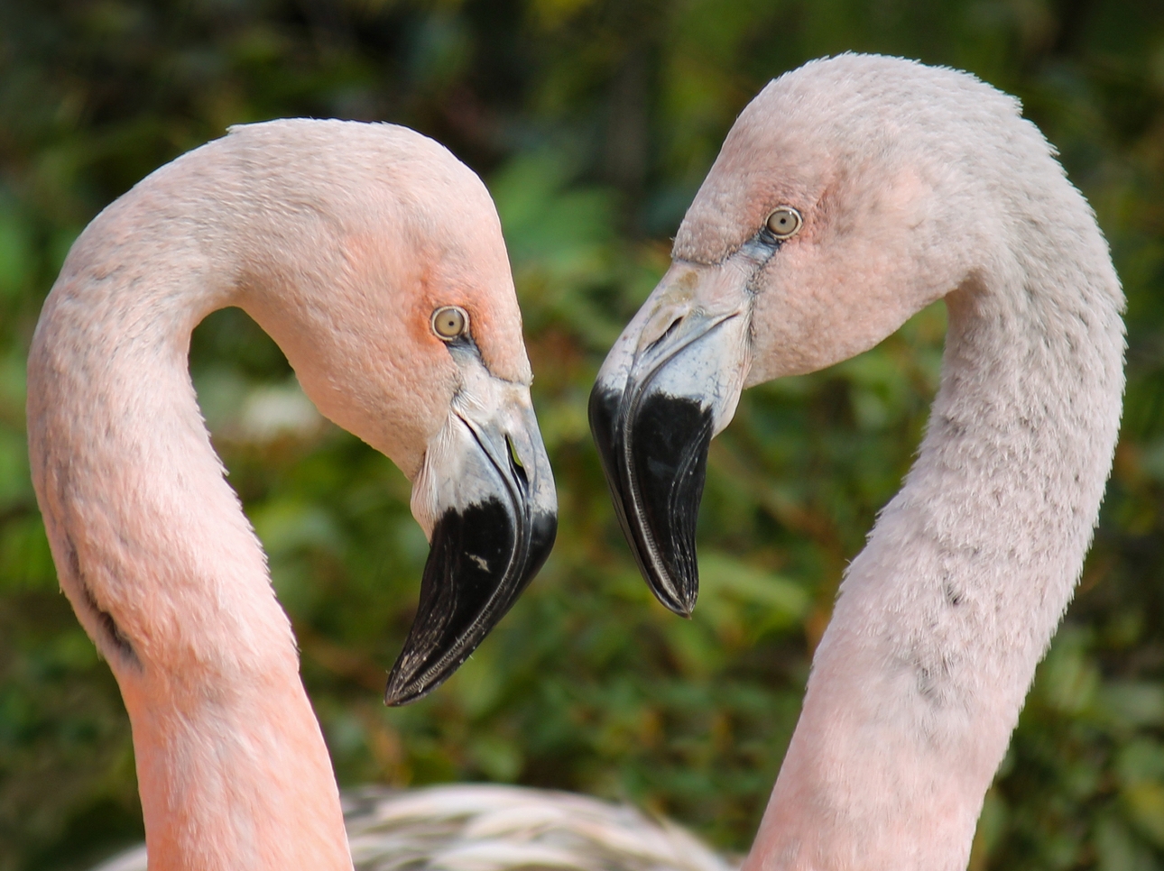 Axe Valley Wildlife Park near Axminster, Devon, thank local community and launch fundraising appeal: Image 1
