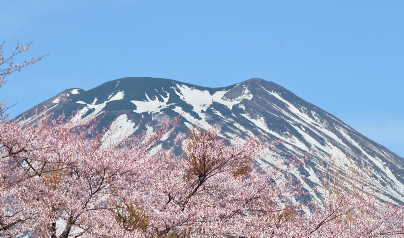 cheery blossom in front of large mountain 