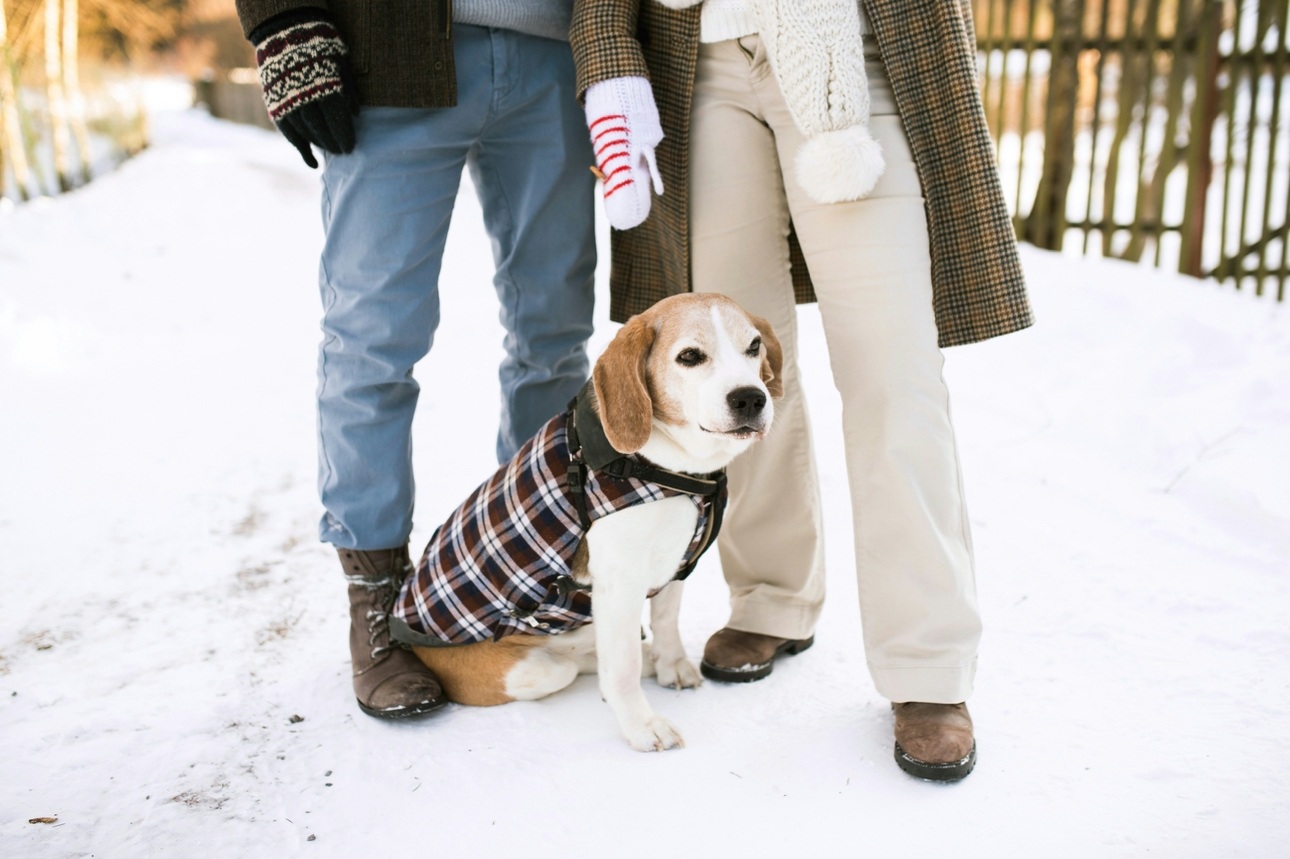 A couple on a walk with their dog