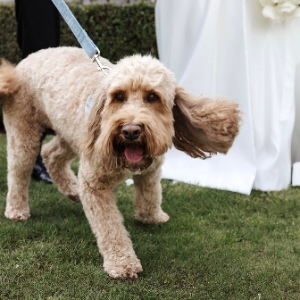 Walks n Wags Pet Services