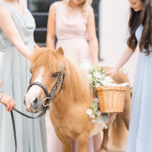 The Devon Champagne and Confetti Pony