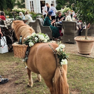 The Devon Champagne and Confetti Pony