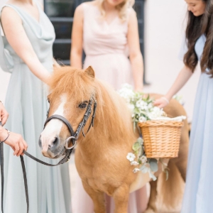 The Devon Champagne and Confetti Pony